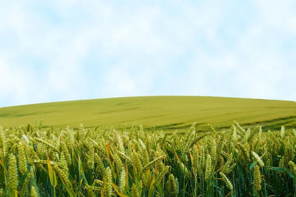 Wheat growing across an agricultural field