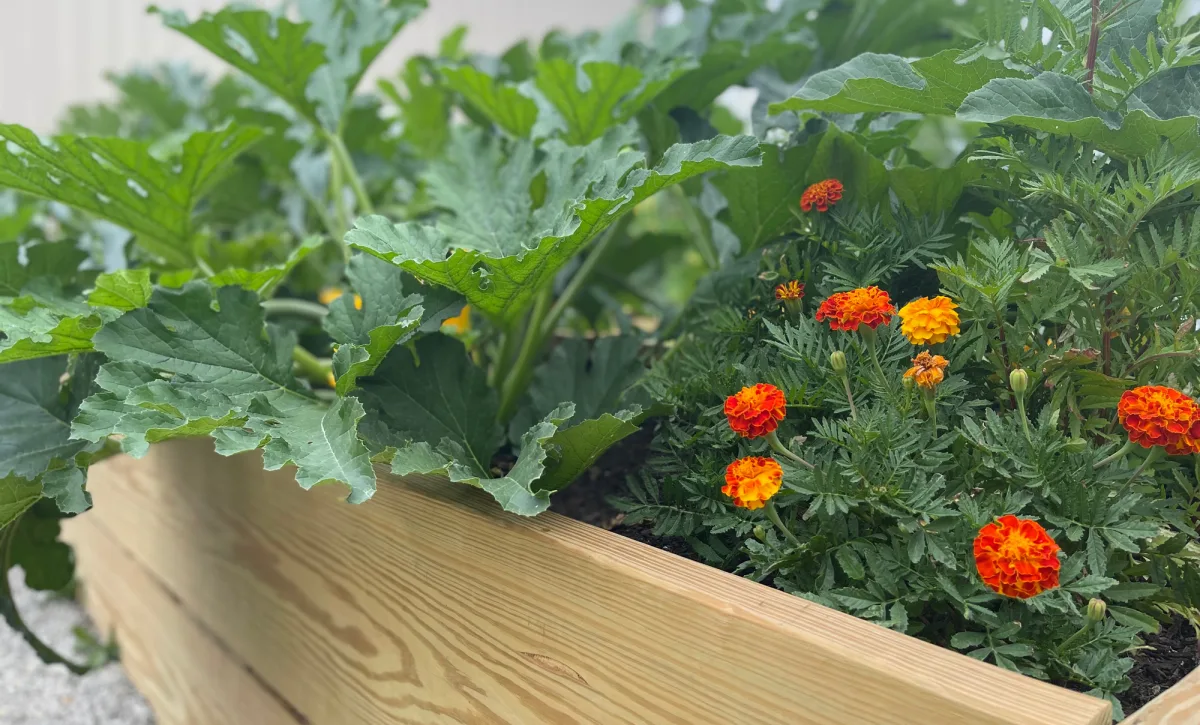 Vegetables and flowers growing in a raised garden bed