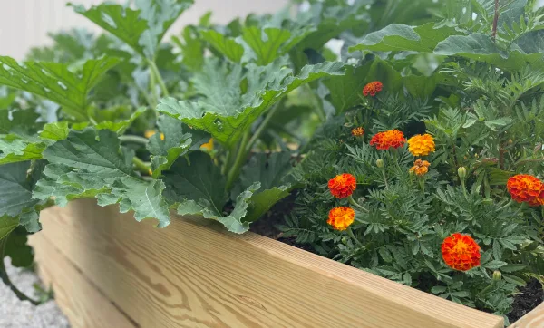 Vegetables and flowers growing in a raised garden bed