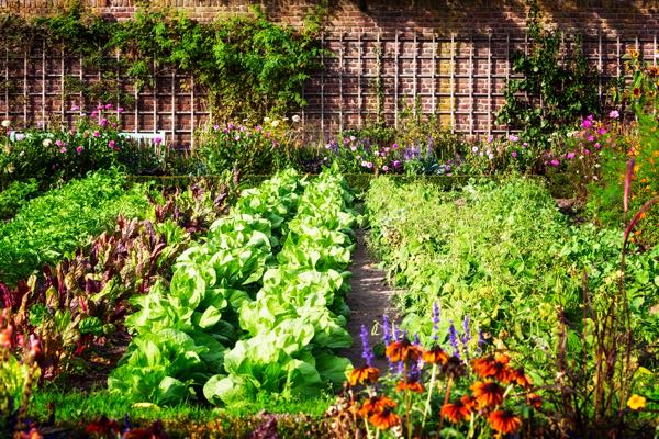 Productive vegetable and flower garden in late summer