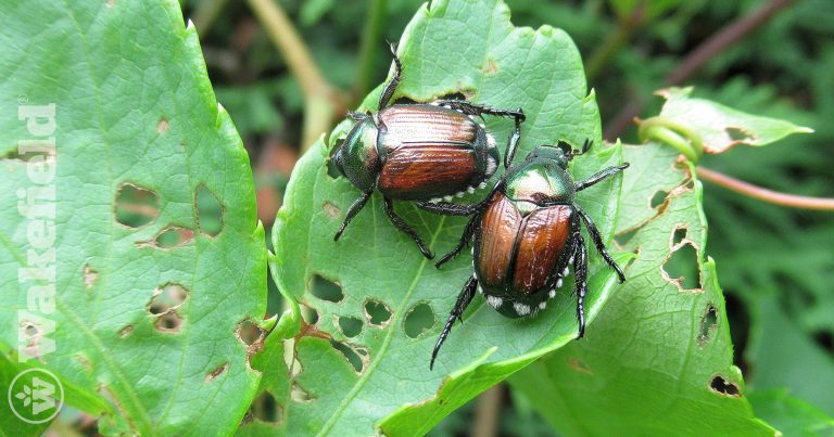 How Biochar Can Help Counter Pests