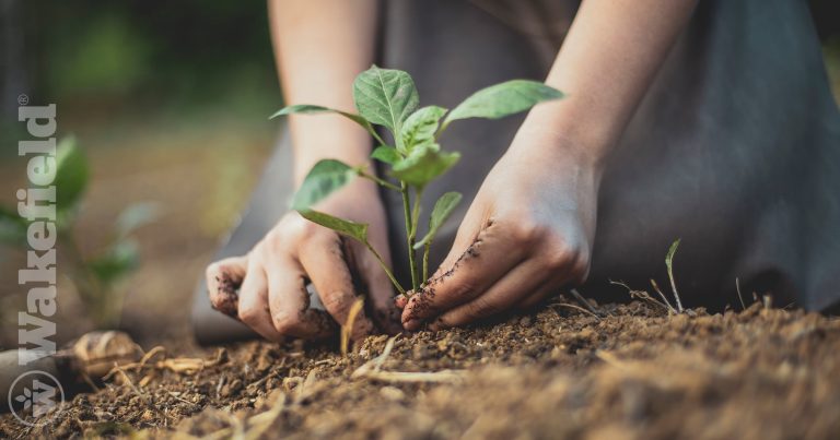 How Biochar Fixes Poor Plant Growth