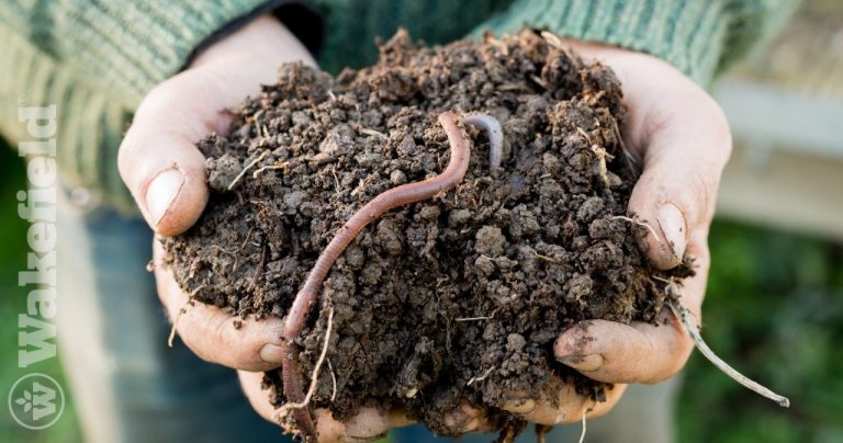 Can Worms Live In Biochar