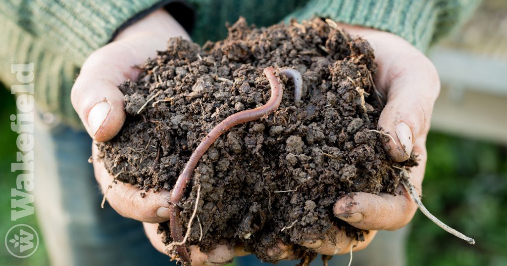Can Worms Live In Biochar