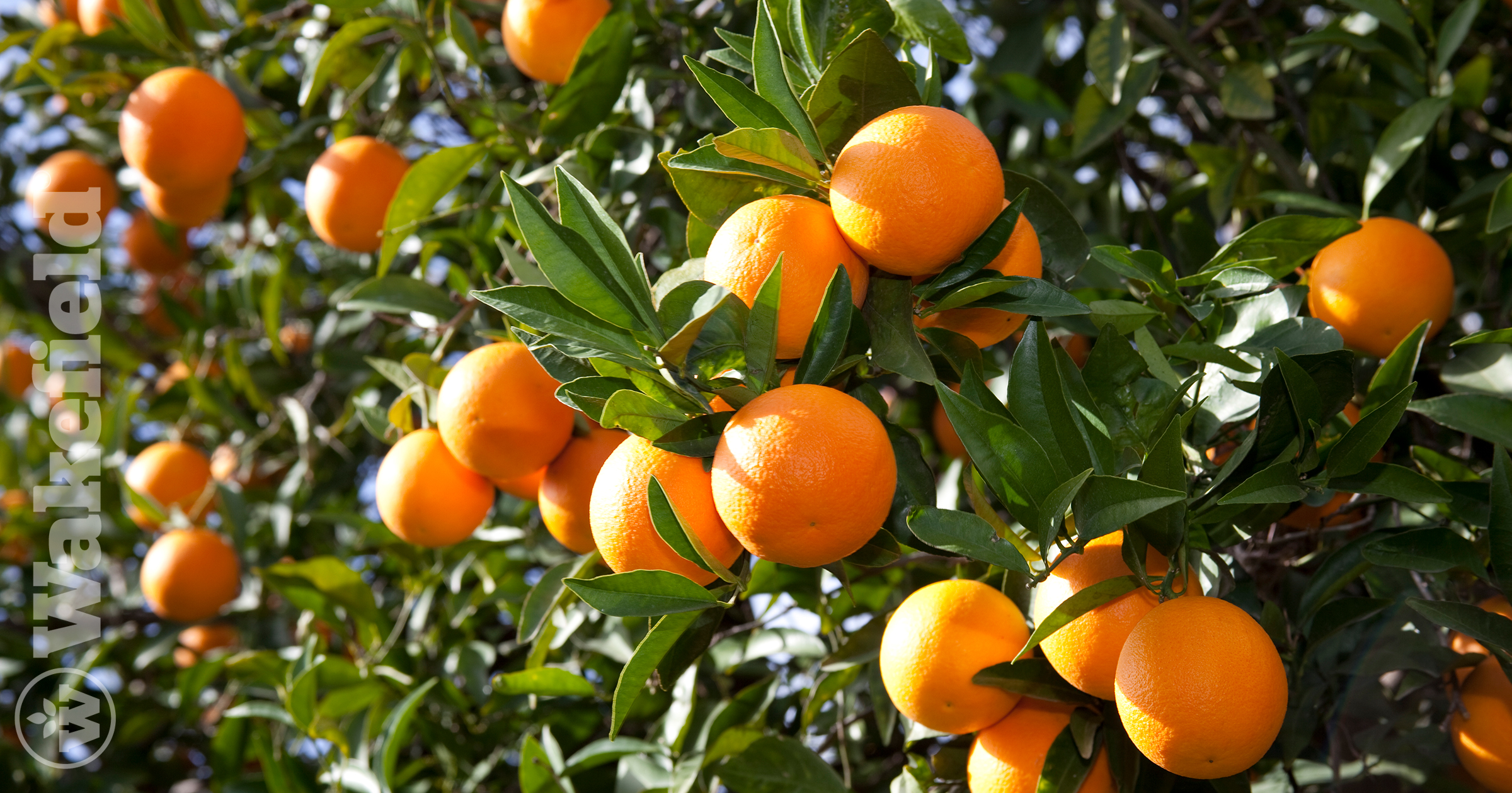 Biochar Beats Citrus Greening Disease And Improves Productivity