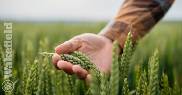 Biochar Impact On Crop Yields