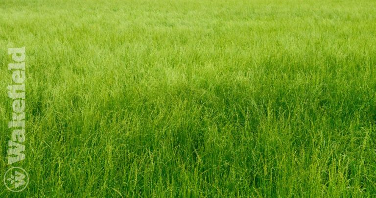 Summary Of The Effect Of Biochar On The Growth Of Tall Fescue Grass