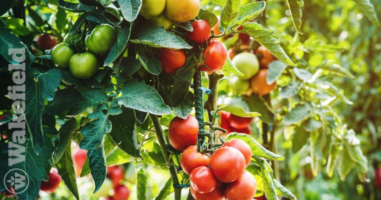 Is Biochar Good For Tomatoes