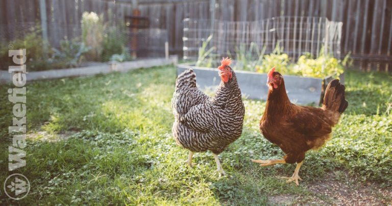 Poultry And Biochar