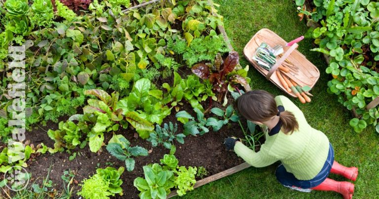 Can Biochar Be Reused