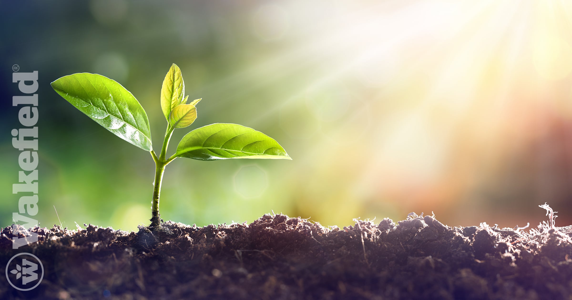 Soil Remediation
