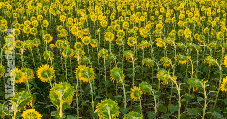 The Science Of Biochar