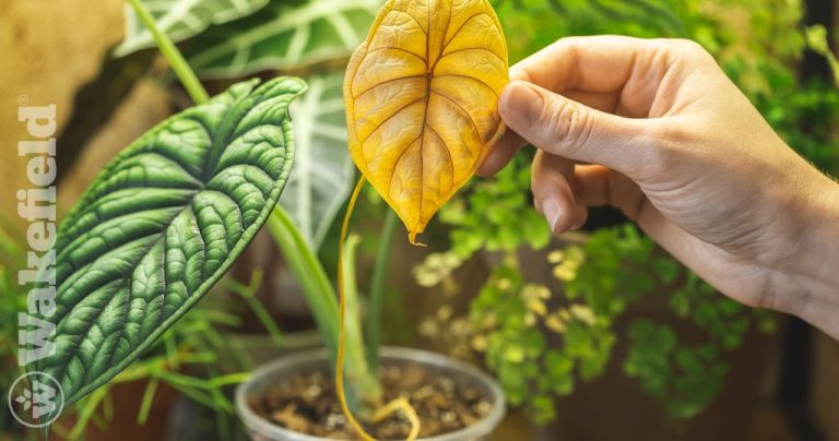 How Biochar Prevents Chlorosis