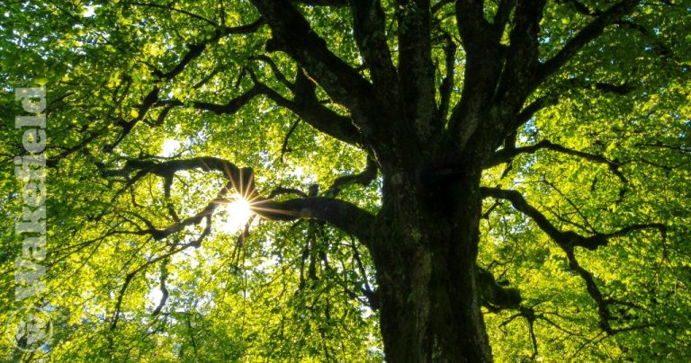 How To Use Biochar For Trees
