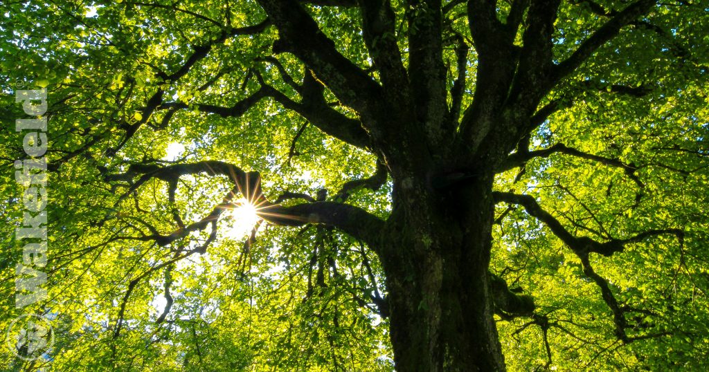 How To Use Biochar For Trees