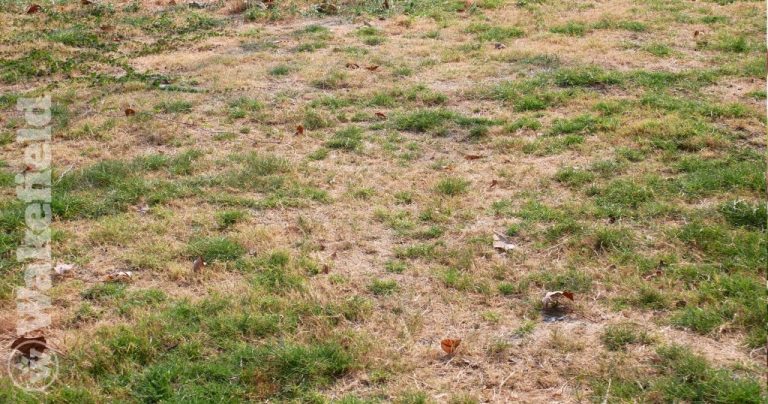 Soil Nutrient Depletion