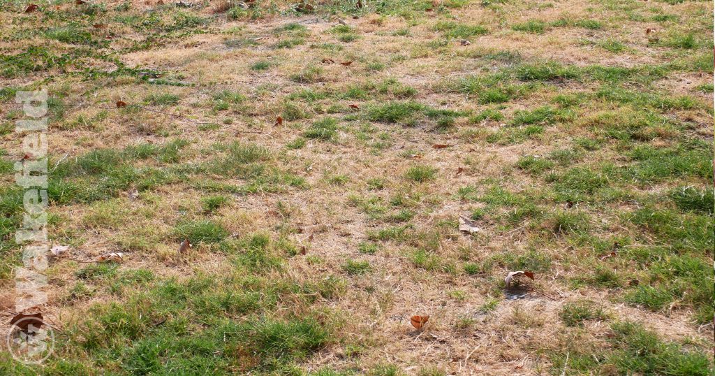 Soil Nutrient Depletion