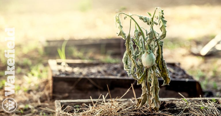 How Biochar Fixes Poor Plant Growth 2