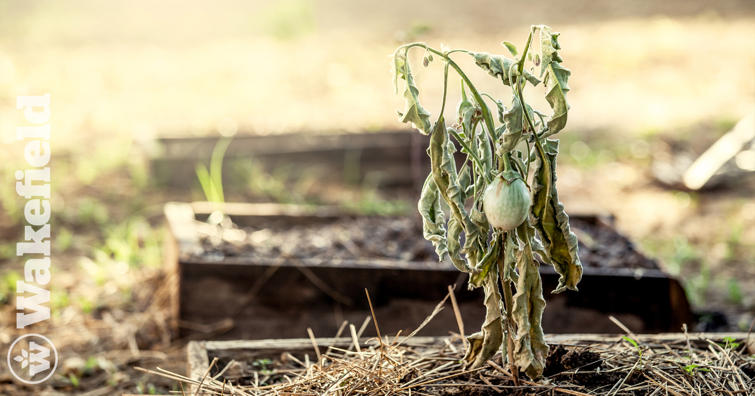 How Biochar Fixes Poor Plant Growth 2