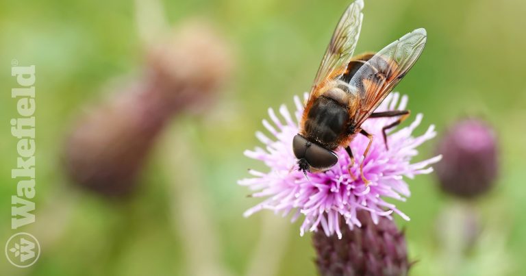 Reduced Biodiversity In Soil Is A Problem