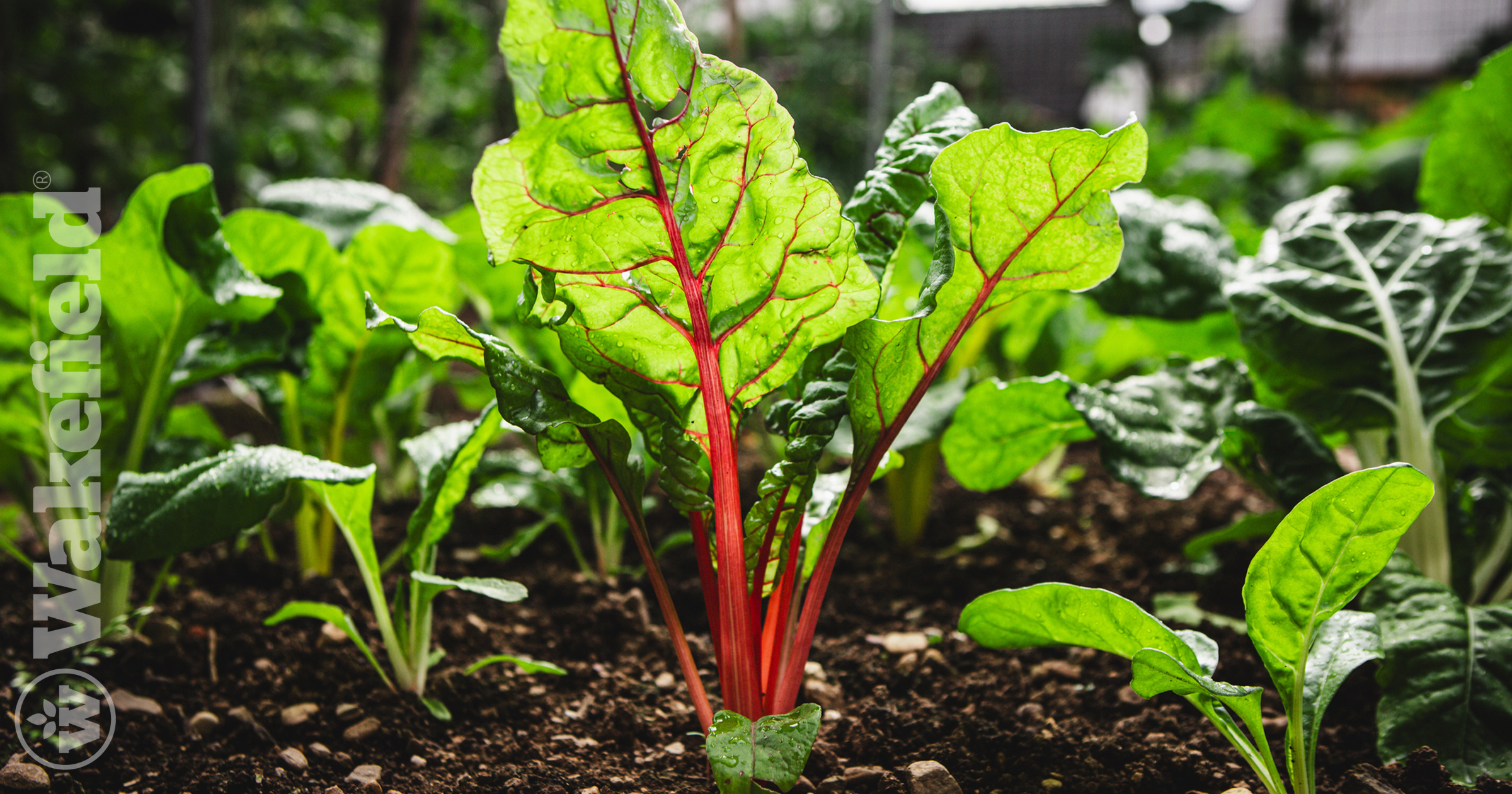 How To Improve Garden Soil With Amendments