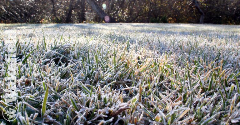 Use Biochar To Minimize Salt Damage Over The Winter
