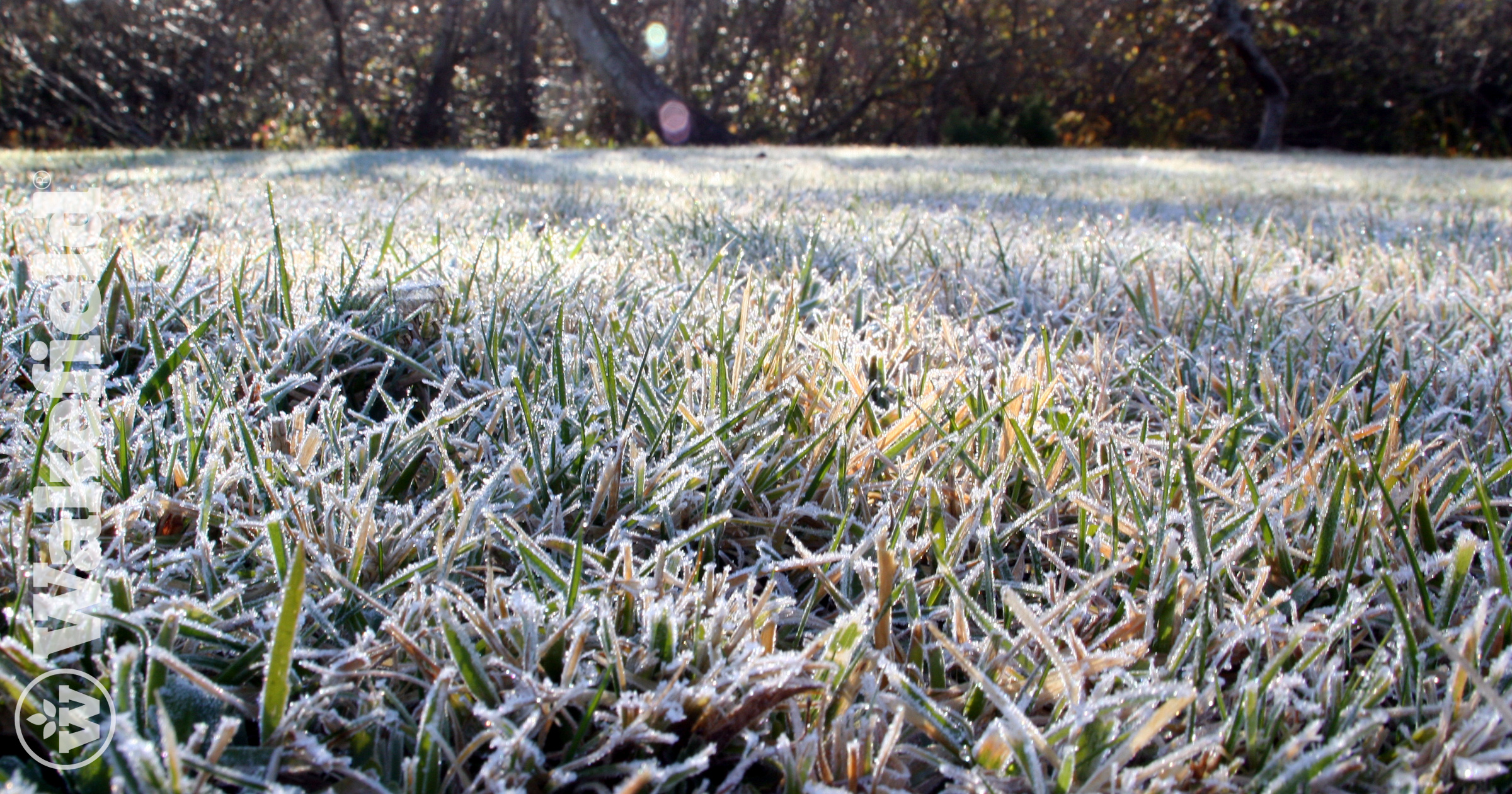 Use Biochar To Minimize Salt Damage Over The Winter