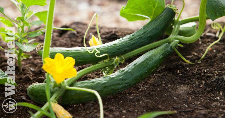 Biochar As A Sustainable Product For The Removal Of Odoremissions