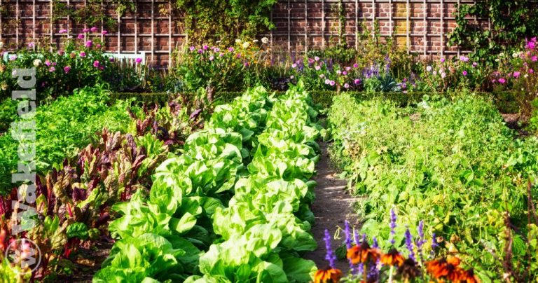 How To Use Biochar For Organic Plants
