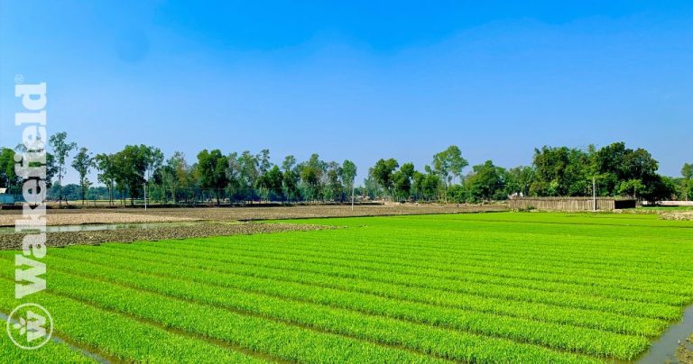 Biochar Amendment And Nitrogen Fertilizer Contribute To The Changes In Soil Properties And Microbial Communities In A Paddy Field