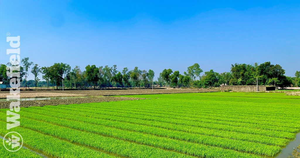 Biochar Amendment And Nitrogen Fertilizer Contribute To The Changes In Soil Properties And Microbial Communities In A Paddy Field