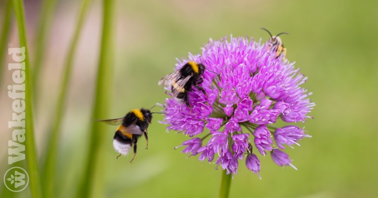 Creating A Pollinator Garden With Wakefield Biochar