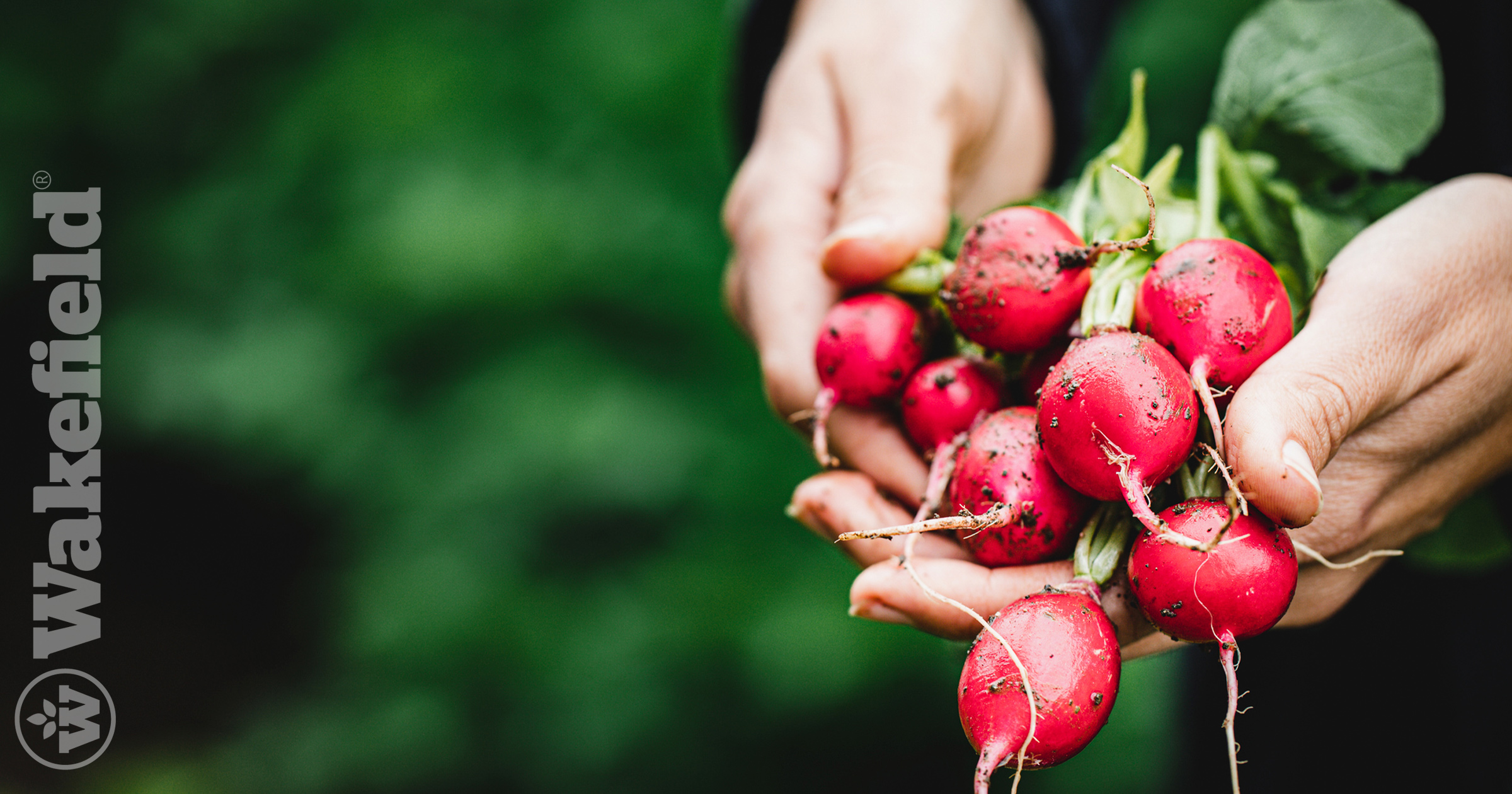 The Effect Of Water And Biochar On The Growth Of Cherry Belle Radishes