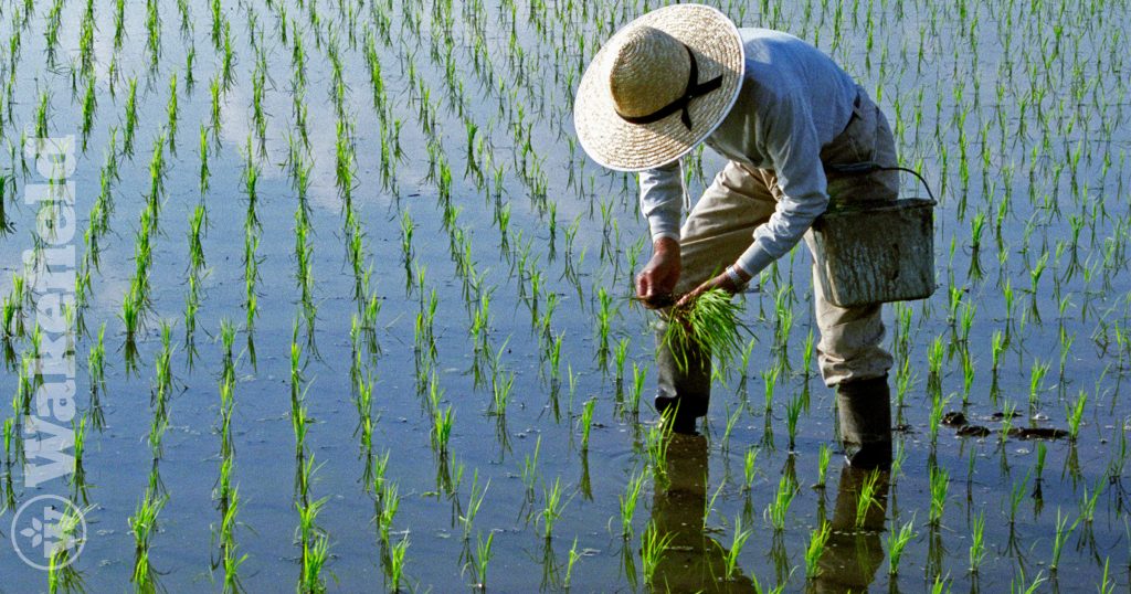 Biochar Application With Reduced Chemical Fertilizers Improves Soil Pore Structure And Rice Productivity