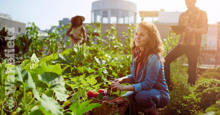 Cloud 9 Rooftop Farm Uses Biochar For A Healthy Soil Ecosystem