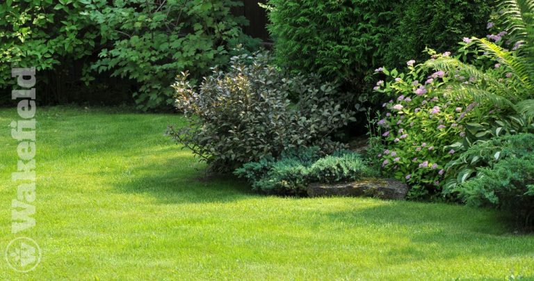 How To Use Biochar For Shrubs
