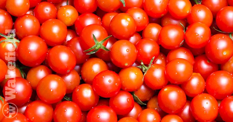 My Tomatoes Are Bigger Than Your Tomatoes
