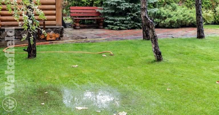 How Biochar Can Help Waterlogged Plants Thrive