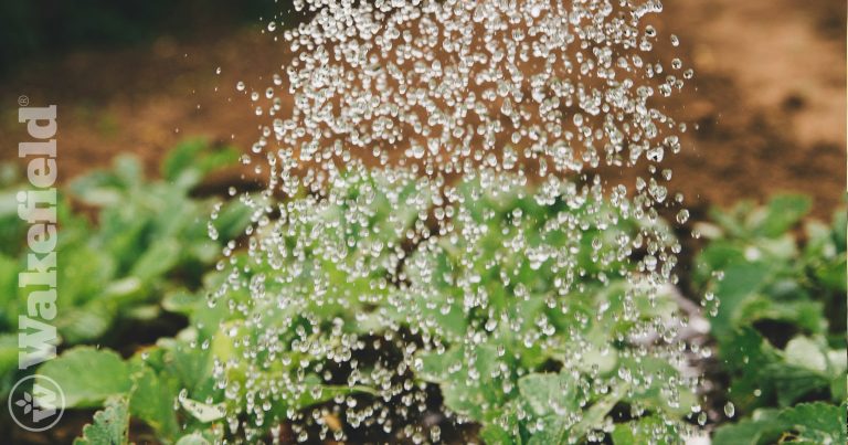 How To Use Biochar In Your Garden