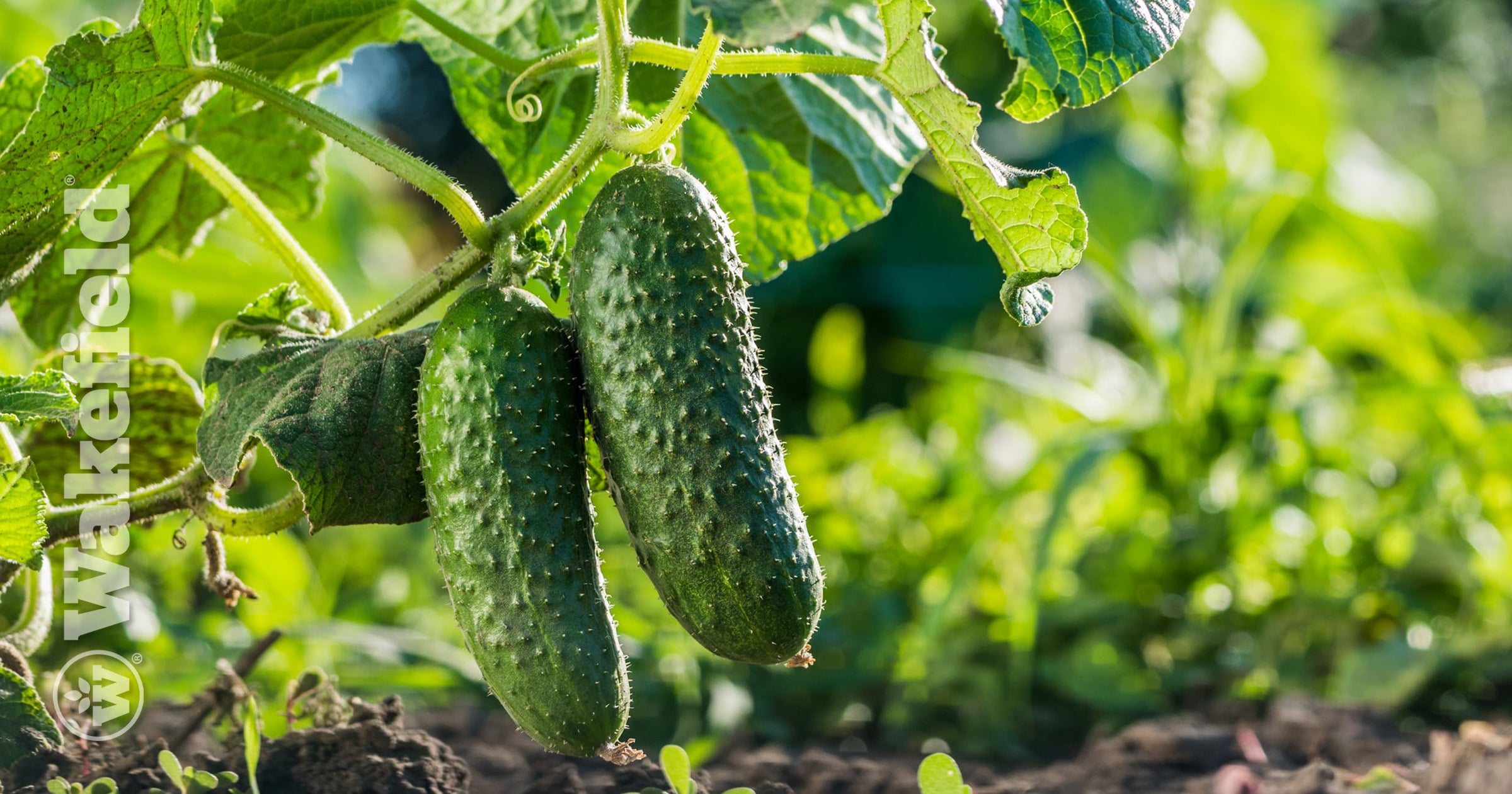 New Research Shows How Biochar and Smarter Irrigation Can Save Water and Support Crop Growth in West Texas