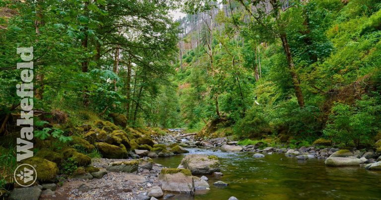 The History of Biochar: A 20-Year Timeline of Soil Innovation