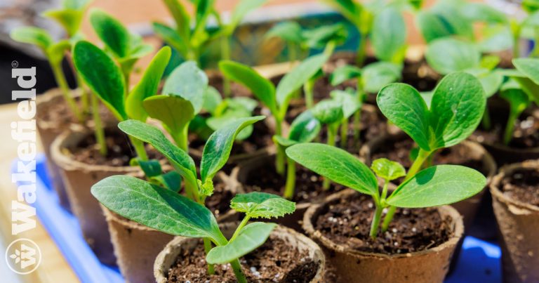 How Biochar Helps Seedlings