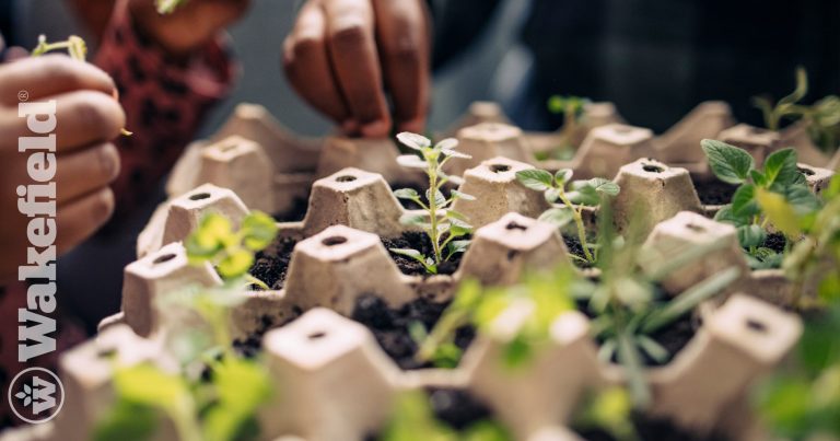 Back-to-School DIY: Egg Carton Seedlings with a Sustainable Twist