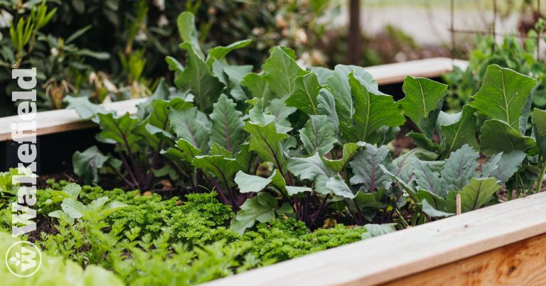 Wake Up Your Garden: Soil Prep for Spring Planting!
